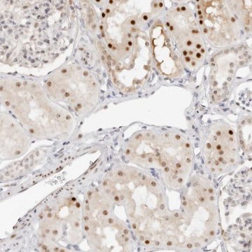 Anti-HIPK3 antibody produced in rabbit Prestige Antibodies&#174; Powered by Atlas Antibodies, affinity isolated antibody, buffered aqueous glycerol solution