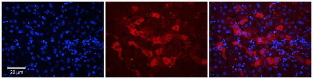 Anti-WDR23 antibody produced in rabbit affinity isolated antibody