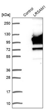 Anti-LRSAM1 antibody produced in rabbit Prestige Antibodies&#174; Powered by Atlas Antibodies, affinity isolated antibody, buffered aqueous glycerol solution, Ab1