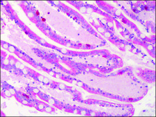 Anti-CTRP4 antibody produced in rabbit affinity isolated antibody, buffered aqueous solution