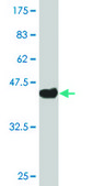 Monoclonal Anti-STK3 antibody produced in mouse clone 4F7, purified immunoglobulin, buffered aqueous solution