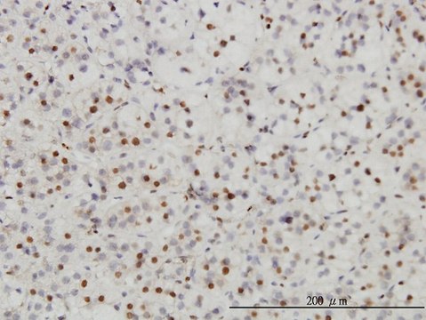 Monoclonal Anti-SAE1 antibody produced in mouse clone 1G4-1G5, purified immunoglobulin, buffered aqueous solution