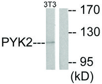 Anti-PYK2 antibody produced in rabbit affinity isolated antibody