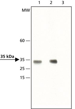 Anti-dimethyl-Histone H1.4 (diMe-Lys26) 兔抗 ~1.5&#160;mg/mL, affinity isolated antibody, buffered aqueous solution