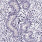 Anti-CCDC136 antibody produced in rabbit Prestige Antibodies® Powered by Atlas Antibodies, affinity isolated antibody