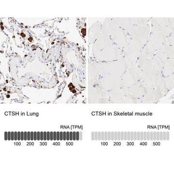 Anti-CTSH antibody produced in rabbit Prestige Antibodies&#174; Powered by Atlas Antibodies, affinity isolated antibody, buffered aqueous glycerol solution