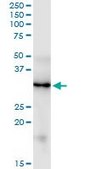 Monoclonal Anti-FGF5, (C-terminal) antibody produced in mouse clone 1B4, purified immunoglobulin, buffered aqueous solution