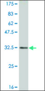 Monoclonal Anti-RETN antibody produced in mouse clone 5E8, purified immunoglobulin, buffered aqueous solution