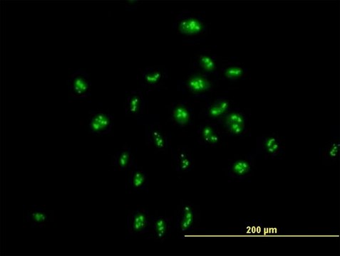 Anti-PAK1IP1 antibody produced in mouse purified immunoglobulin, buffered aqueous solution