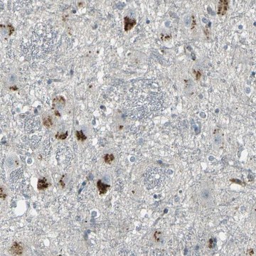 Anti-GPR19 antibody produced in rabbit Prestige Antibodies&#174; Powered by Atlas Antibodies, affinity isolated antibody, buffered aqueous glycerol solution