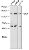 Anti-LIG4 antibody produced in rabbit