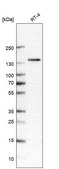 Monoclonal Anti-TRPM4 antibody produced in mouse Prestige Antibodies® Powered by Atlas Antibodies, clone CL11214, purified antibody (Protein A)