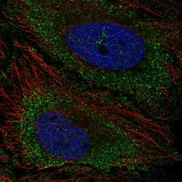 Anti-TNFAIP8L3 antibody produced in rabbit Prestige Antibodies&#174; Powered by Atlas Antibodies, affinity isolated antibody