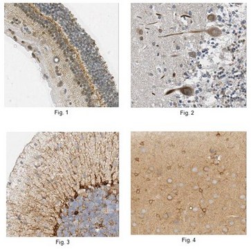 Anti-CHRDL1 Antibody, clone 10C9.3 clone 10C9.3, from mouse