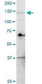 Monoclonal Anti-UBE4A antibody produced in mouse clone 1G8, purified immunoglobulin, buffered aqueous solution