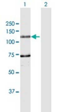 Anti-DDHD1 antibody produced in rabbit purified immunoglobulin, buffered aqueous solution