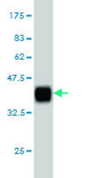 Monoclonal Anti-MAP4K4 antibody produced in mouse clone 2D4, purified immunoglobulin, buffered aqueous solution