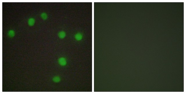 Anti-NKX6.3 antibody produced in rabbit affinity isolated antibody