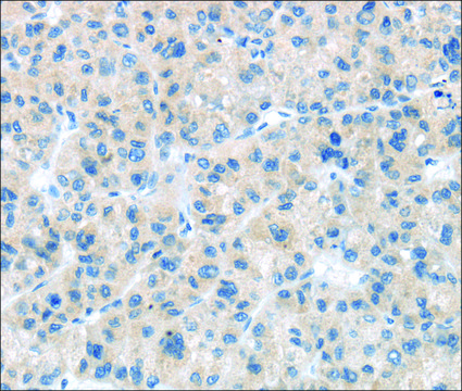 Anti-CD63 affinity isolated antibody