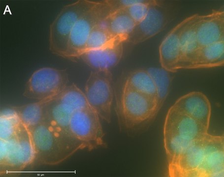 Anti-RAR&#947;1 Antibody, clone 1C22 ZooMAb&#174; Rabbit Monoclonal recombinant, expressed in HEK 293 cells