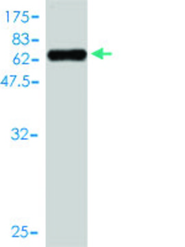 Monoclonal Anti-TMEM115 antibody produced in mouse clone 3D4, purified immunoglobulin, buffered aqueous solution