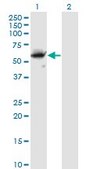 Monoclonal Anti-CFLAR antibody produced in mouse clone 2F12, purified immunoglobulin, buffered aqueous solution