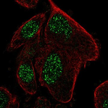 Anti-RPP25L antibody produced in rabbit Prestige Antibodies&#174; Powered by Atlas Antibodies, affinity isolated antibody