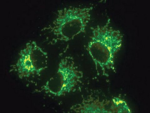 Anti-Mitochondria Antibody, surface of intact mitochondria, clone 113-1 clone 113-1, Chemicon&#174;, from mouse