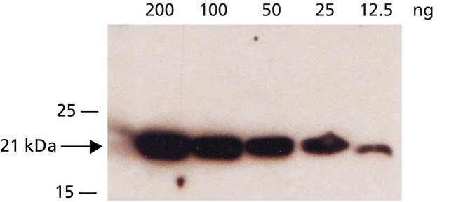 Anti-DHFR, N-terminal antibody produced in rabbit ~1.0&#160;mg/mL, affinity isolated antibody, buffered aqueous solution