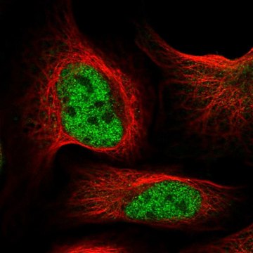 Anti-INTS9 antibody produced in rabbit Prestige Antibodies&#174; Powered by Atlas Antibodies, affinity isolated antibody