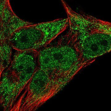 Anti-JARID2 antibody produced in rabbit Prestige Antibodies&#174; Powered by Atlas Antibodies, affinity isolated antibody