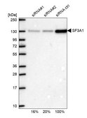 Anti-SF3A1 antibody produced in rabbit Prestige Antibodies® Powered by Atlas Antibodies, affinity isolated antibody, buffered aqueous glycerol solution