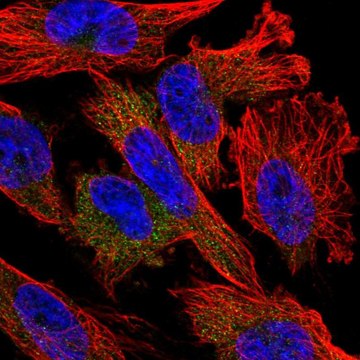 Anti-NUDT10 antibody produced in rabbit Prestige Antibodies&#174; Powered by Atlas Antibodies, affinity isolated antibody, buffered aqueous glycerol solution