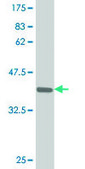 Monoclonal Anti-SMAD3 antibody produced in mouse clone 4F9, purified immunoglobulin, buffered aqueous solution