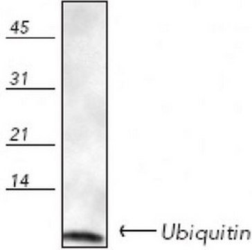 Anti-Ubiquitin Rabbit pAb liquid, Calbiochem&#174;