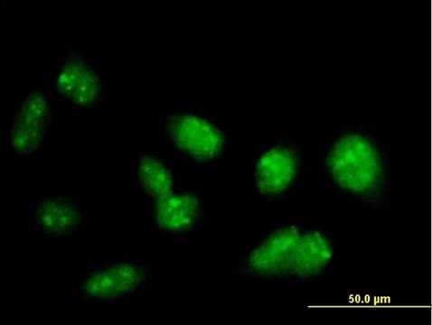 Anti-PRDM15 antibody produced in mouse IgG fraction of antiserum, buffered aqueous solution