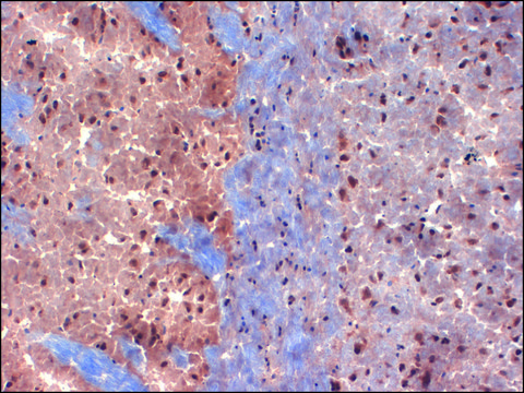 Monoclonal Anti-KCNA1 antibody produced in mouse clone S36-15, 1&#160;mg/mL, purified immunoglobulin