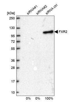 Anti-FXR2 antibody produced in rabbit Prestige Antibodies&#174; Powered by Atlas Antibodies, affinity isolated antibody, buffered aqueous glycerol solution