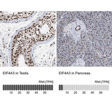 Anti-EIF4A3 antibody produced in rabbit Prestige Antibodies&#174; Powered by Atlas Antibodies, affinity isolated antibody, buffered aqueous glycerol solution