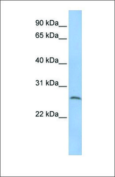 Anti-ELA1 antibody produced in rabbit affinity isolated antibody