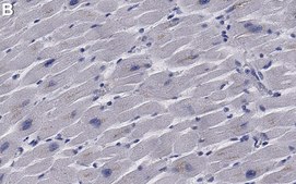 Anti-SHP2 Antibody, clone 3B17 ZooMAb® Rabbit Monoclonal recombinant, expressed in HEK 293 cells