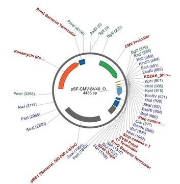 PSF-CMV-SV40 ORI SBFI - SV40 ORIGIN PLASMID plasmid vector for molecular cloning