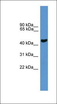 Anti-PARK2 antibody produced in rabbit affinity isolated antibody