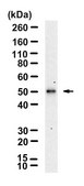 Anti-KANSL2 Antibody, clone 3L12 ZooMAb® Rabbit Monoclonal recombinant, expressed in HEK 293 cells