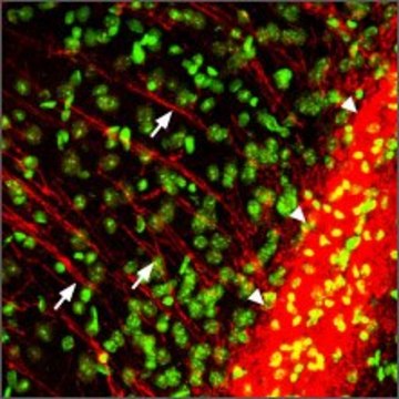 Anti-Purinergic Receptor P2Y12 antibody produced in rabbit affinity isolated antibody, lyophilized powder