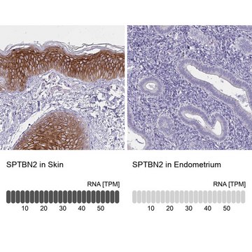 Anti-SPTBN2 antibody produced in rabbit Prestige Antibodies&#174; Powered by Atlas Antibodies, affinity isolated antibody, buffered aqueous glycerol solution