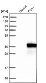 Anti-FCN1 antibody produced in rabbit Ab2, Prestige Antibodies® Powered by Atlas Antibodies, affinity isolated antibody, buffered aqueous glycerol solution