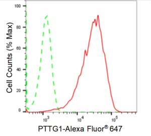 KD-Validated Anti PTTG1 Antibody, clone 24GB1495, Rabbit Monoclonal clone 24GB1495, recombinant rabbit monoclonal, expressed in HEK293 cells