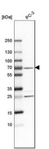 Anti-SNW1 antibody produced in rabbit Prestige Antibodies® Powered by Atlas Antibodies, affinity isolated antibody, buffered aqueous glycerol solution