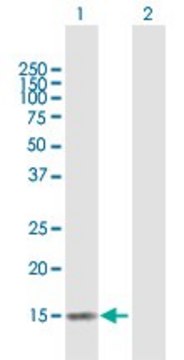 Anti-MGC33839 antibody produced in mouse purified immunoglobulin, buffered aqueous solution